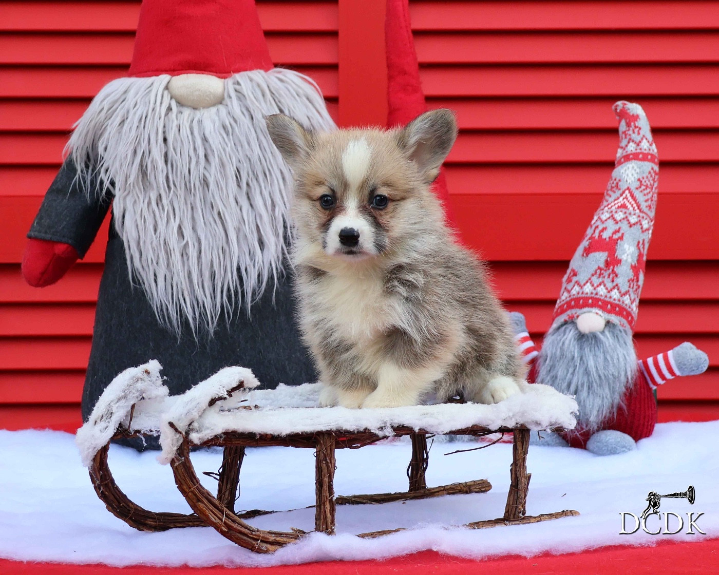 du chemin des korrigans - Chiots disponibles - Welsh Corgi Pembroke