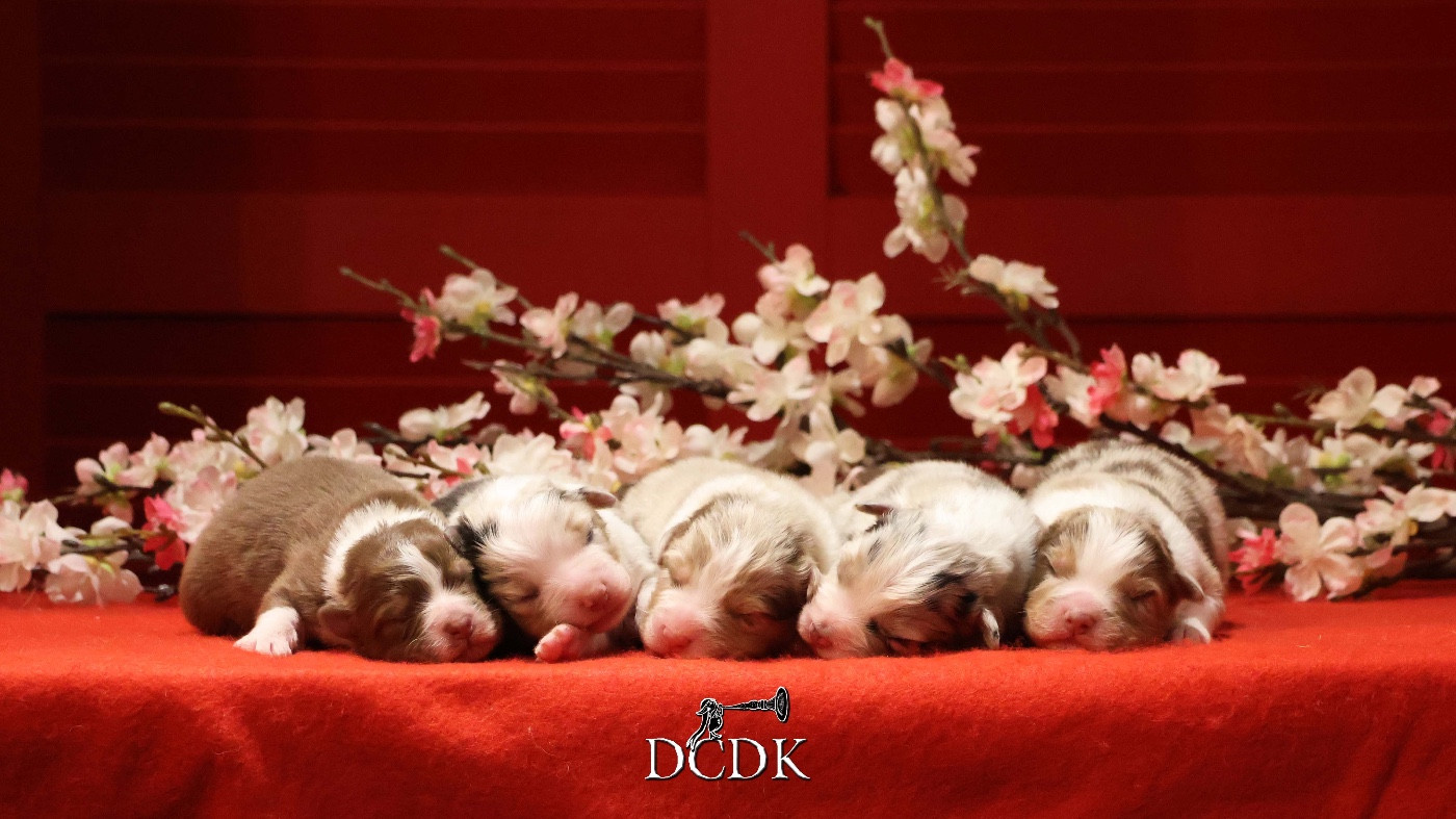 du chemin des korrigans - Berger Australien - Portée née le 09/12/2025