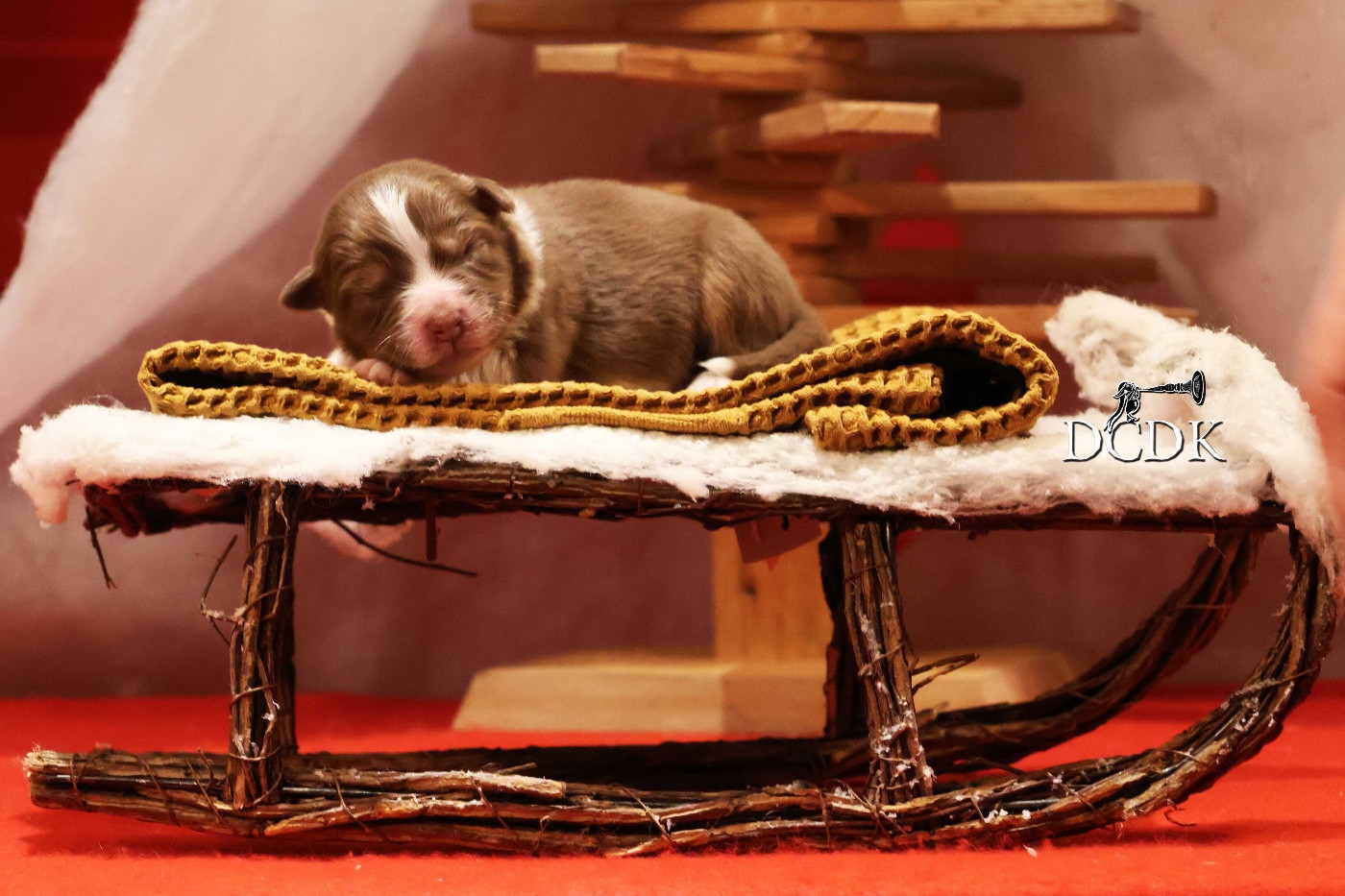 du chemin des korrigans - Chiots disponibles - Berger Australien