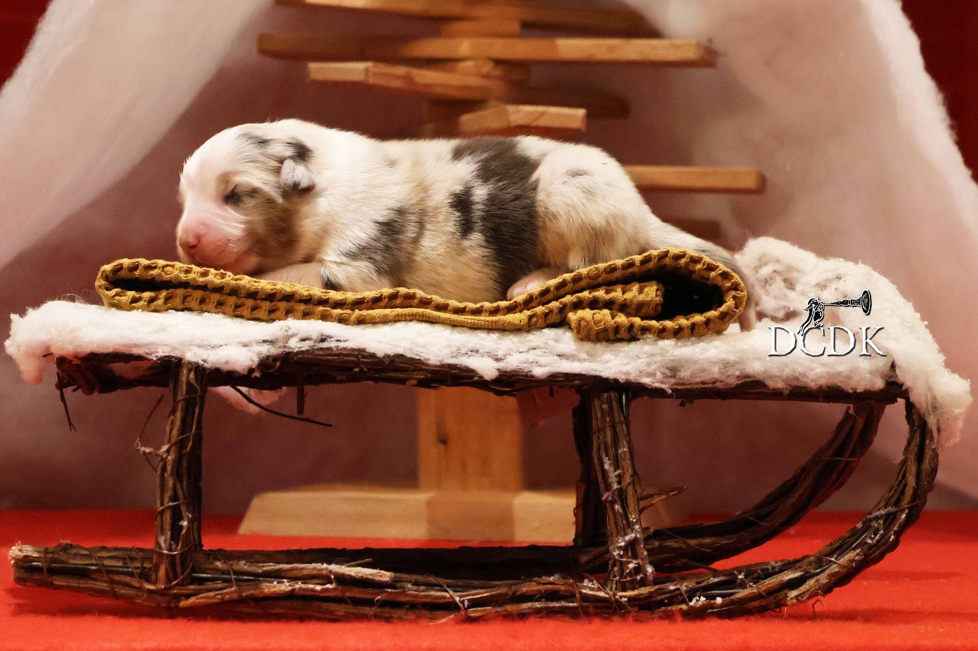 du chemin des korrigans - Chiots disponibles - Berger Australien