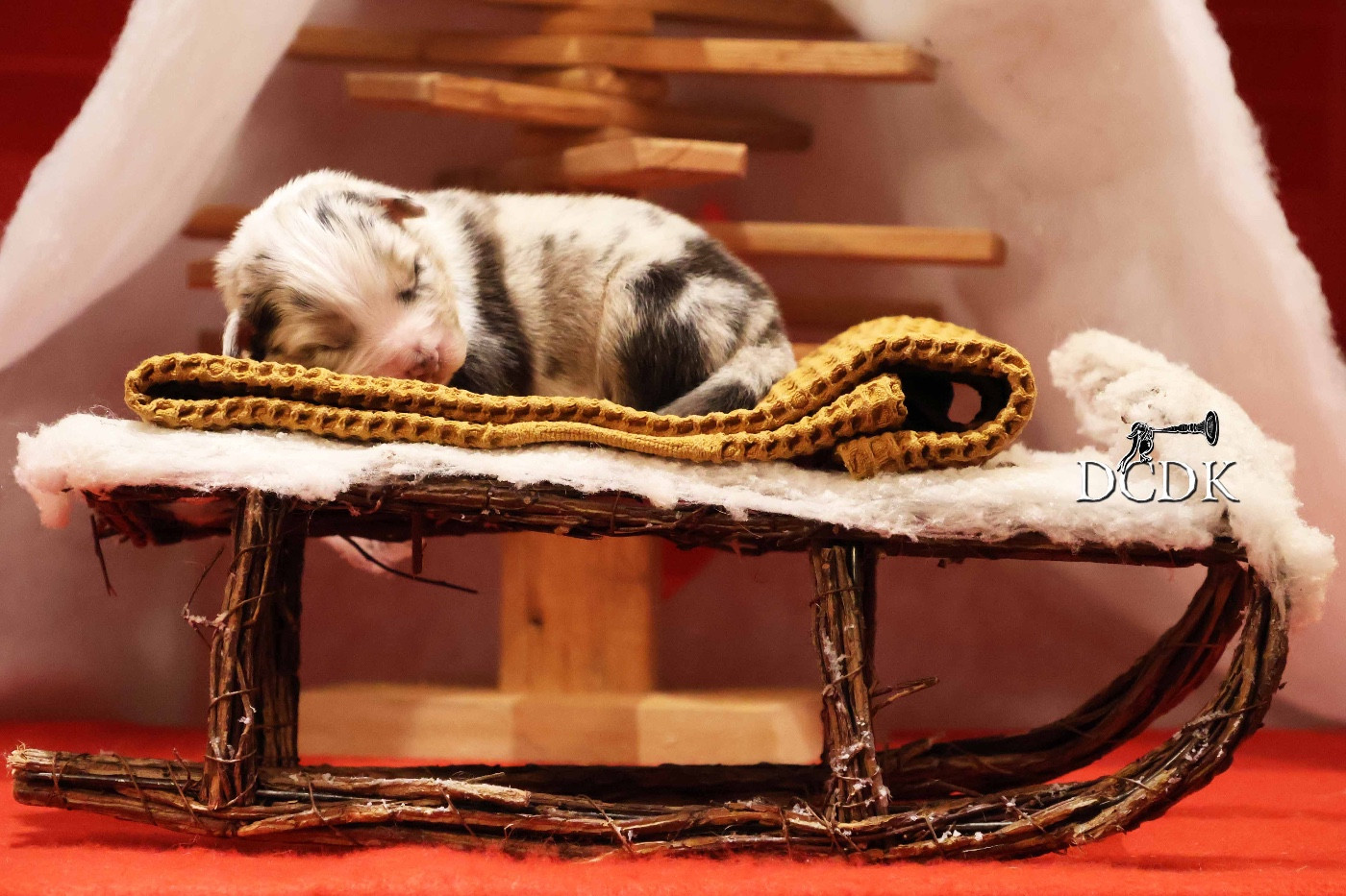 du chemin des korrigans - Chiots disponibles - Berger Australien