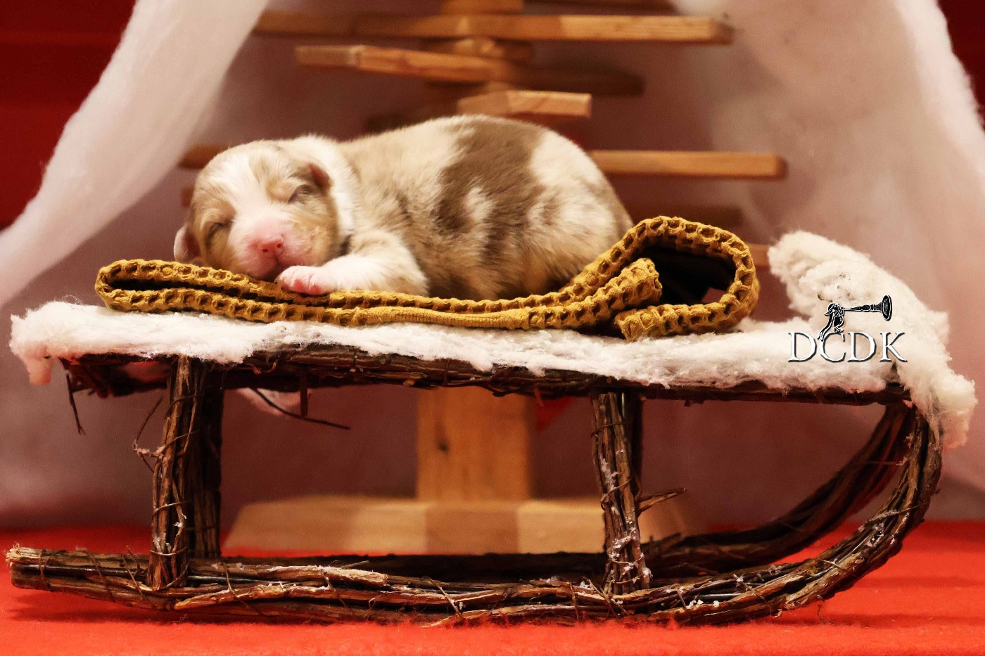 du chemin des korrigans - Chiots disponibles - Berger Australien