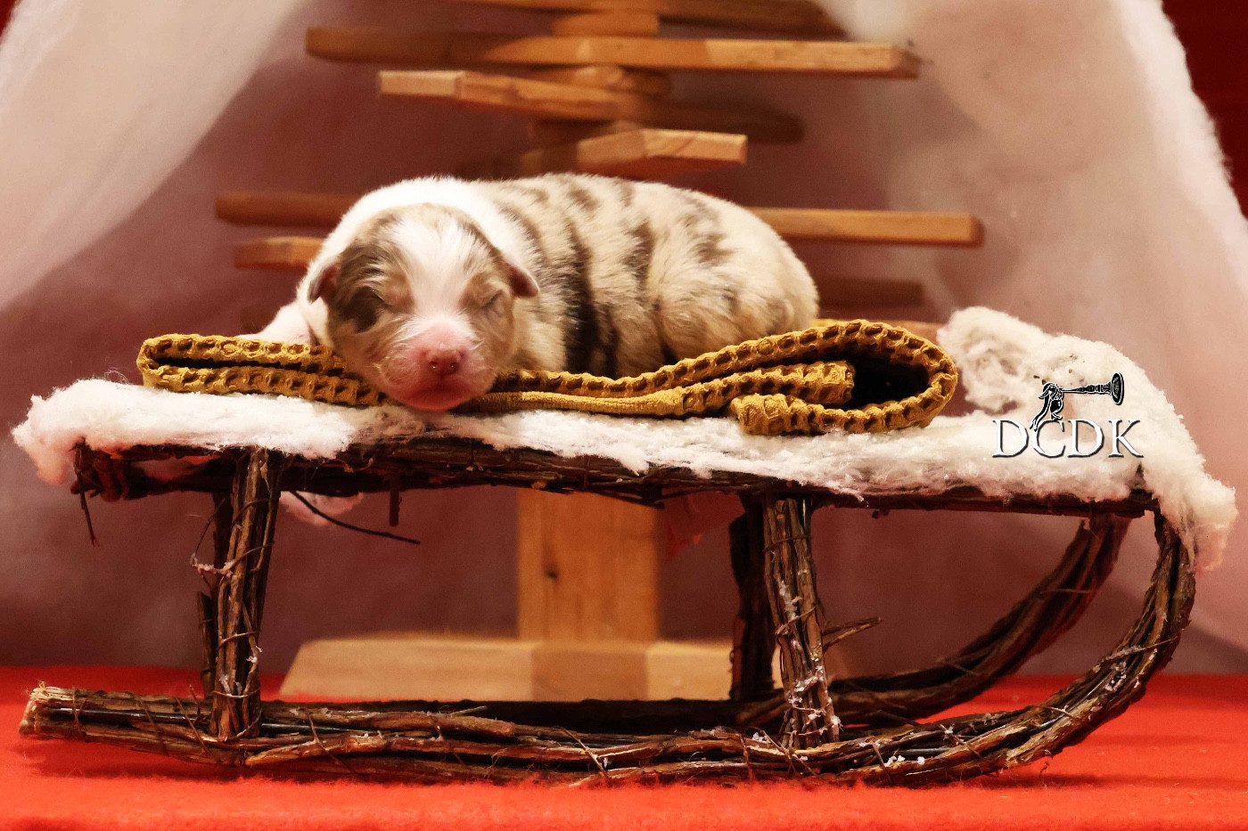 du chemin des korrigans - Chiots disponibles - Berger Australien