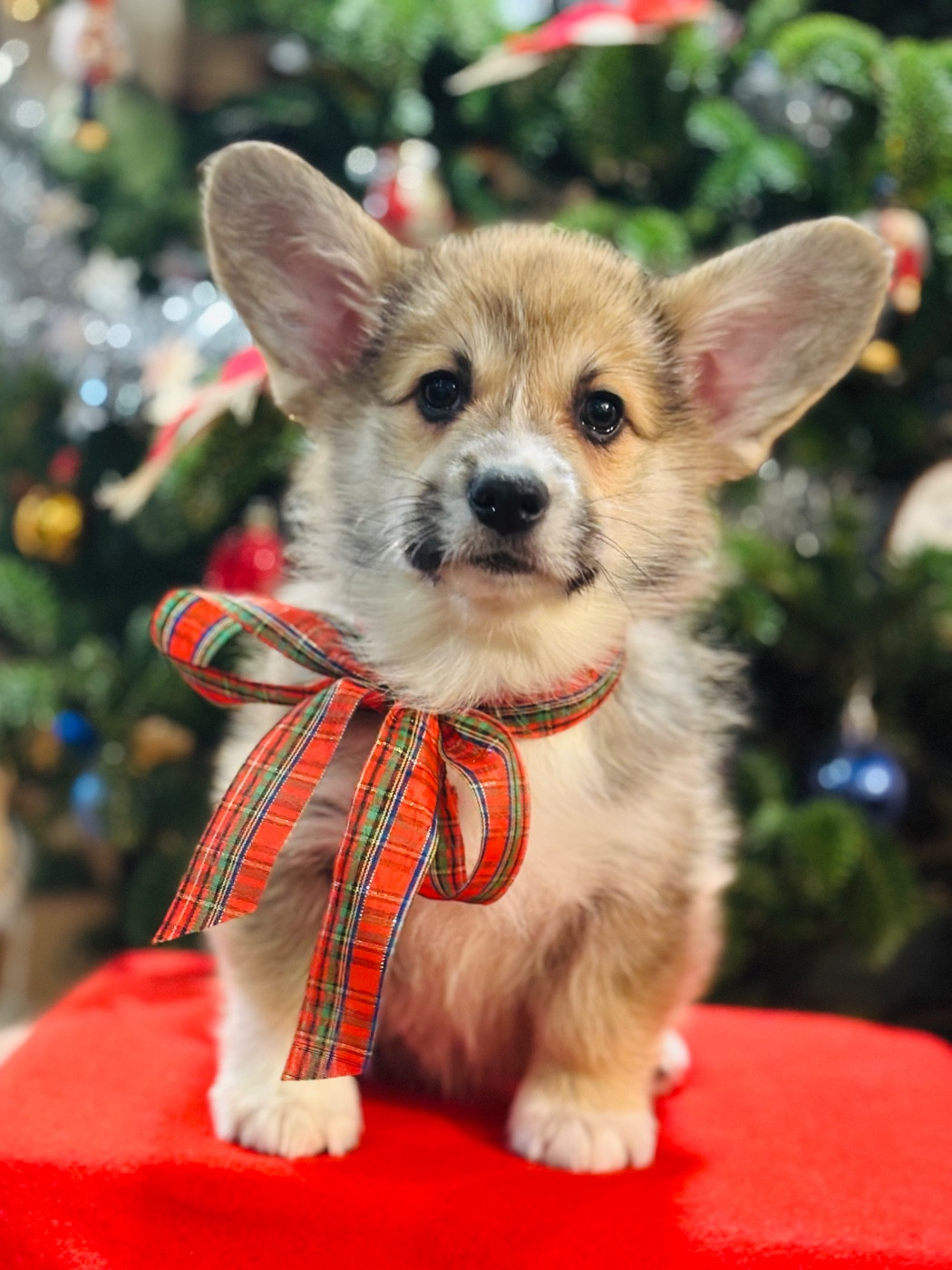 du chemin des korrigans - Chiots disponibles - Welsh Corgi Pembroke