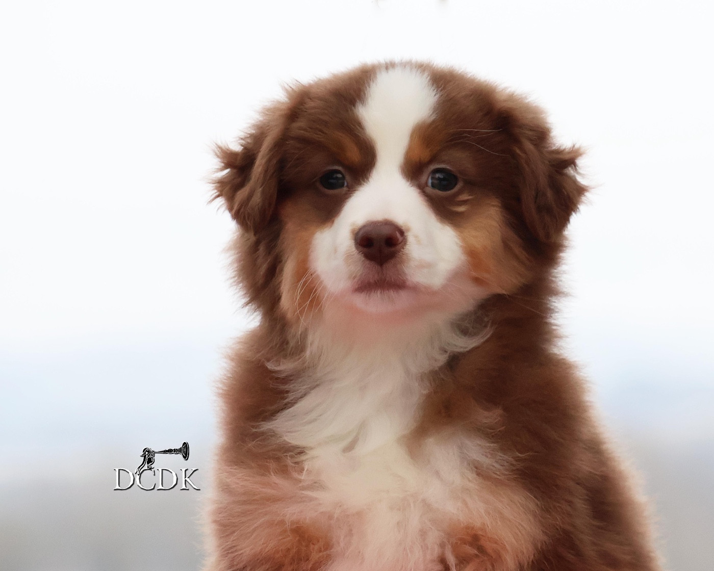 du chemin des korrigans - Chiots disponibles - Berger Américain Miniature 