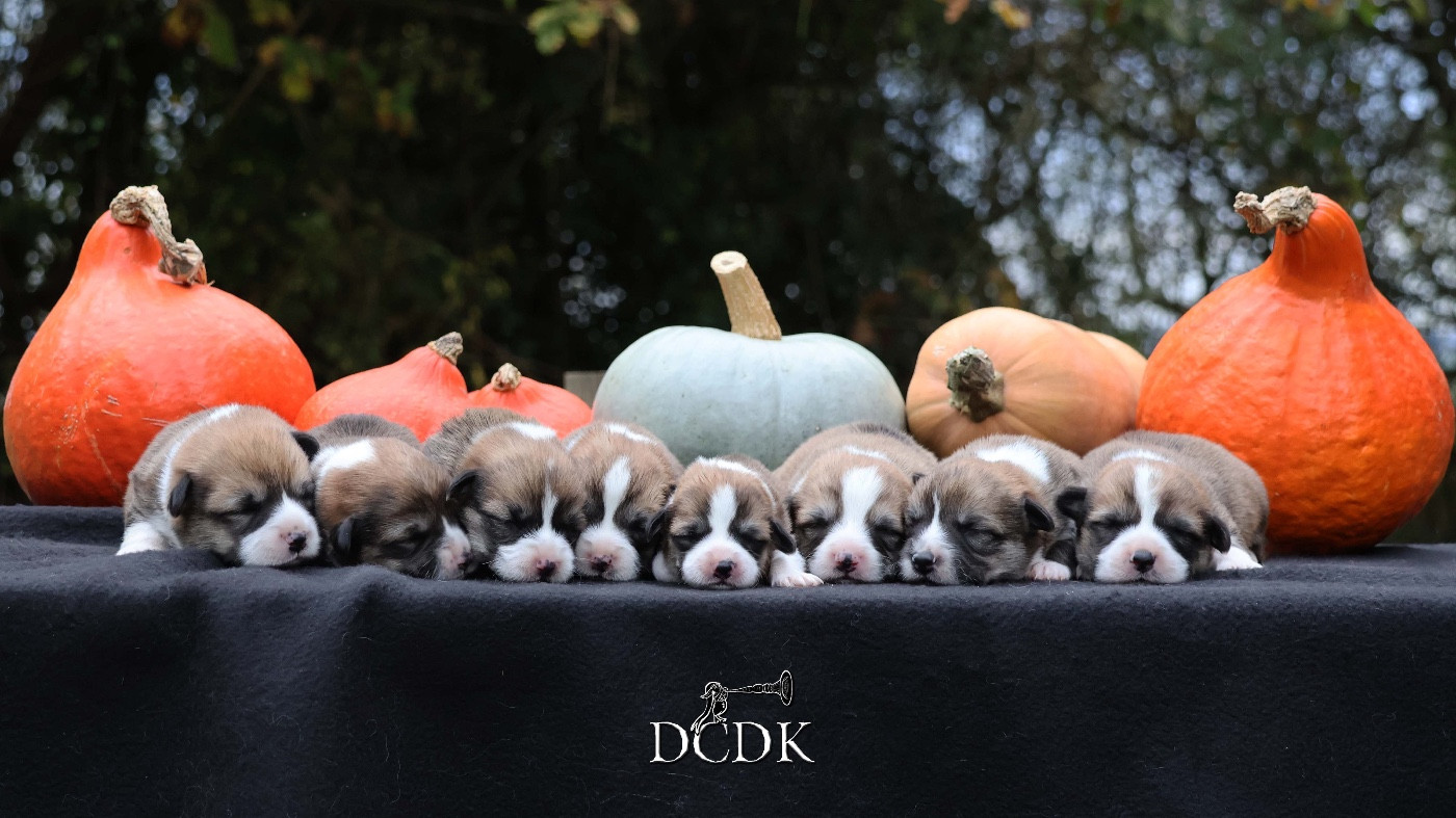 du chemin des korrigans - Welsh Corgi Pembroke - Portée née le 25/10/2025