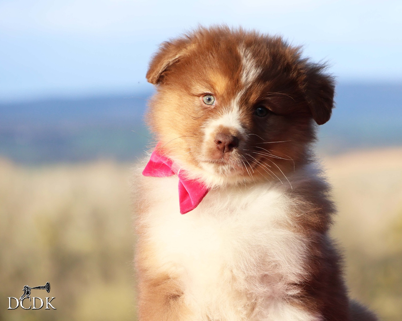 du chemin des korrigans - Chiots disponibles - Berger Australien