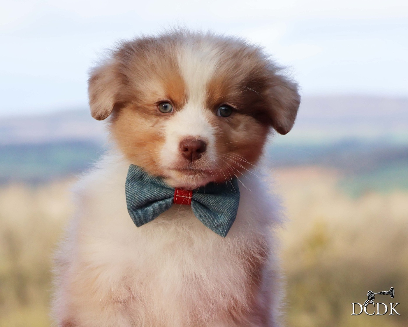 du chemin des korrigans - Chiots disponibles - Berger Australien