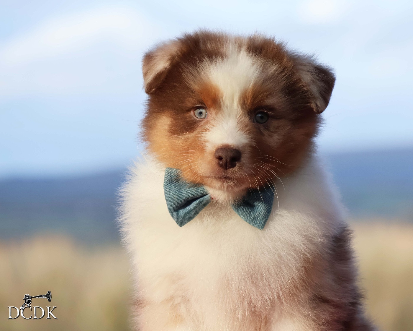 du chemin des korrigans - Chiots disponibles - Berger Australien