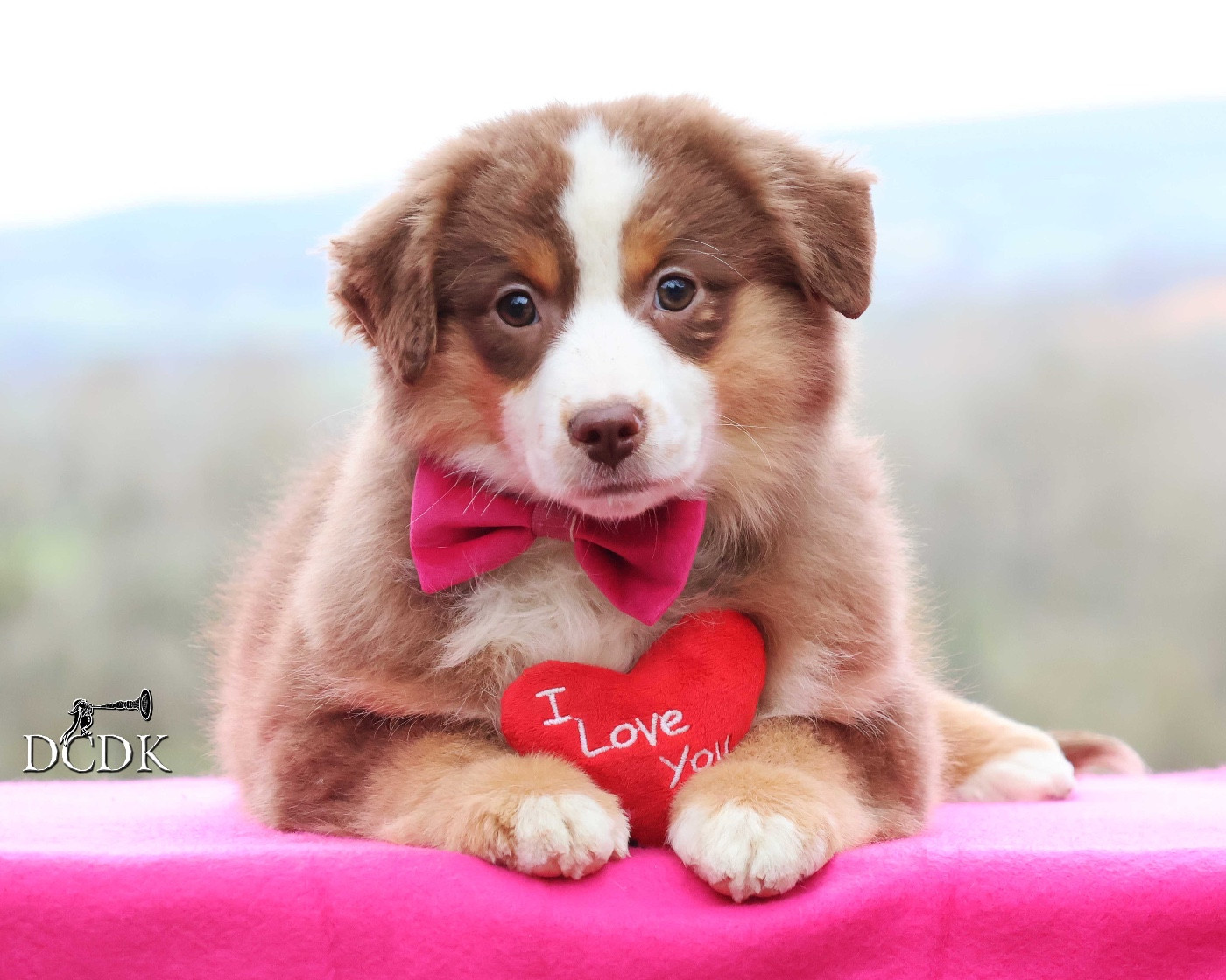 du chemin des korrigans - Chiots disponibles - Berger Américain Miniature 