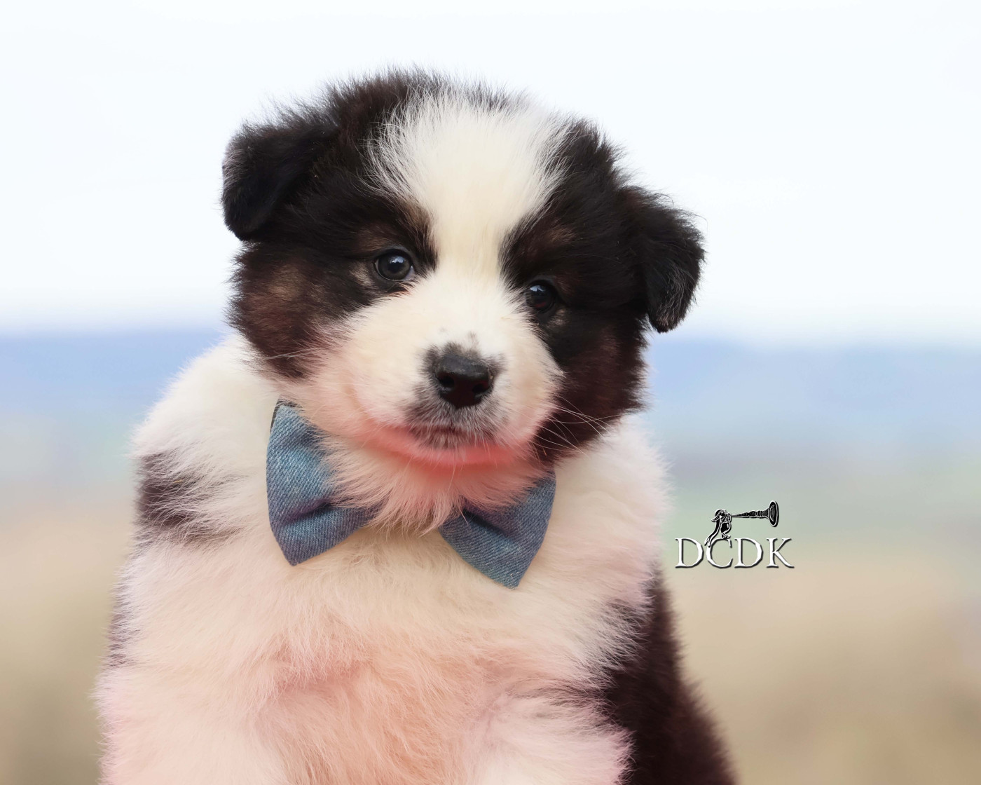 du chemin des korrigans - Chiots disponibles - Berger Australien