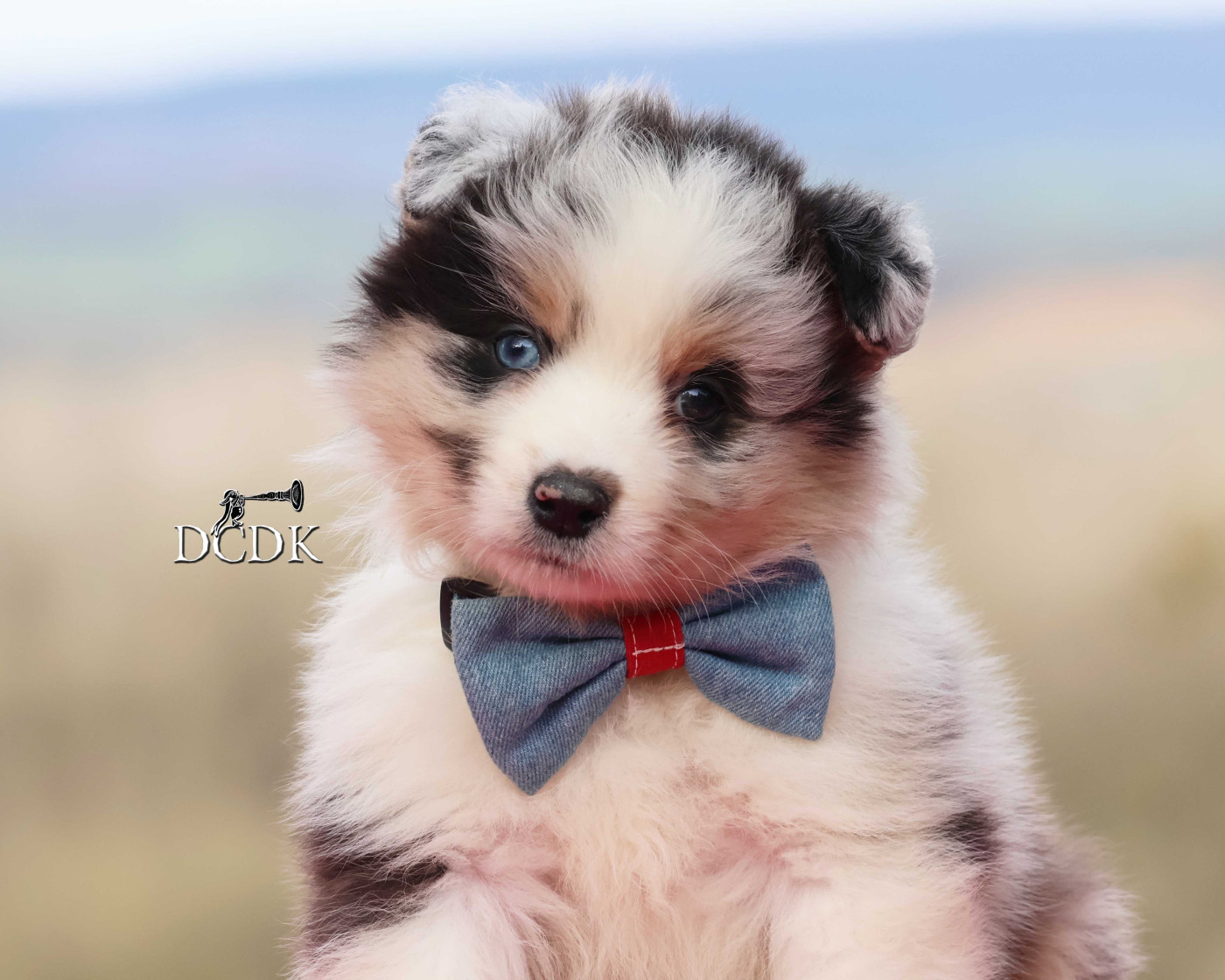 du chemin des korrigans - Chiots disponibles - Berger Australien