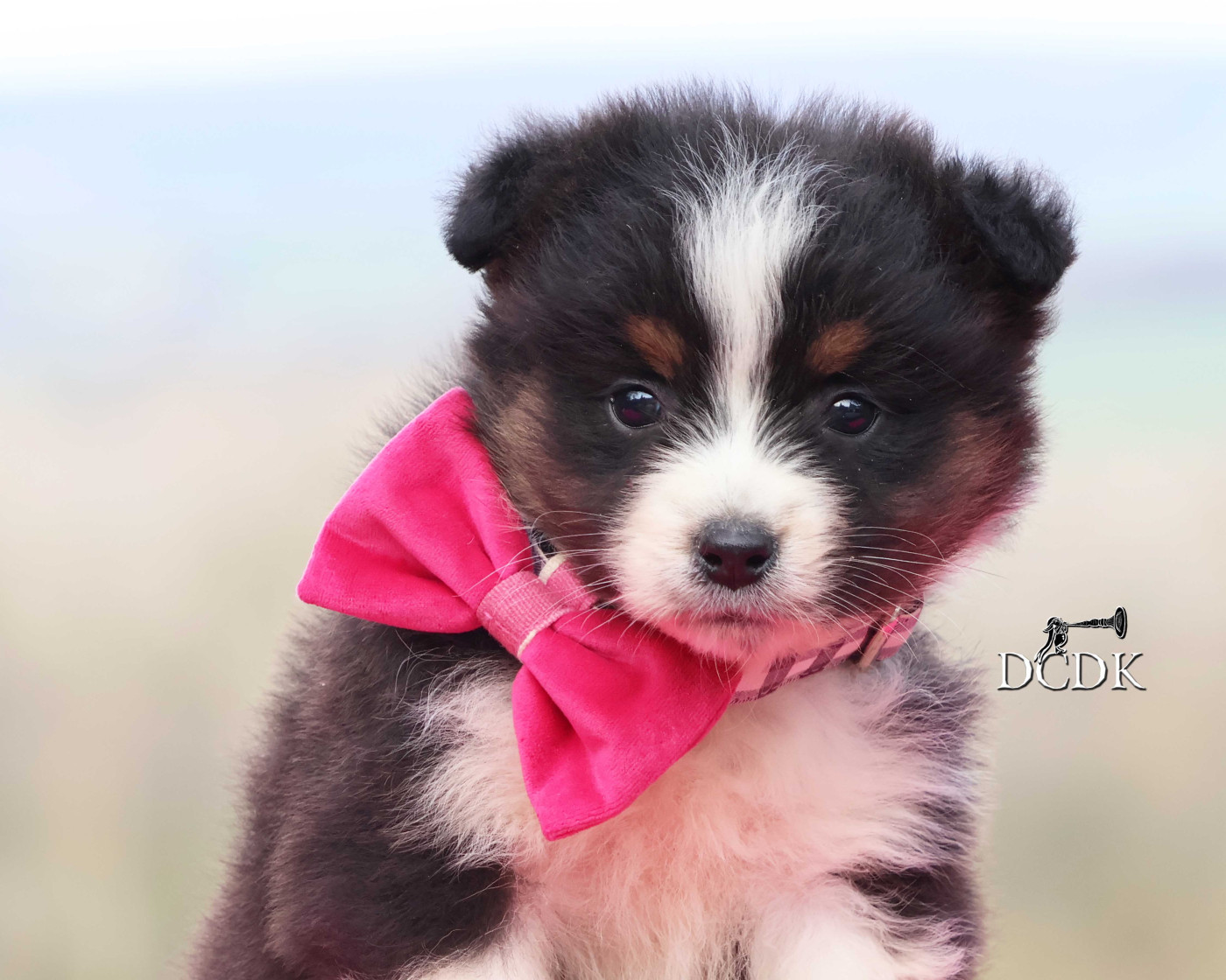 du chemin des korrigans - Chiots disponibles - Berger Australien