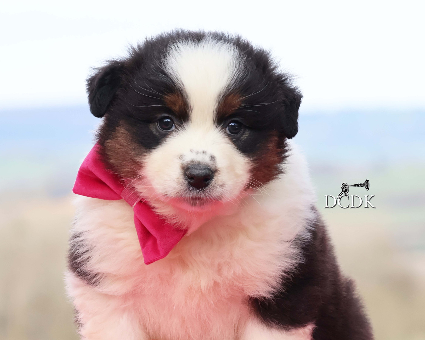 du chemin des korrigans - Chiots disponibles - Berger Australien