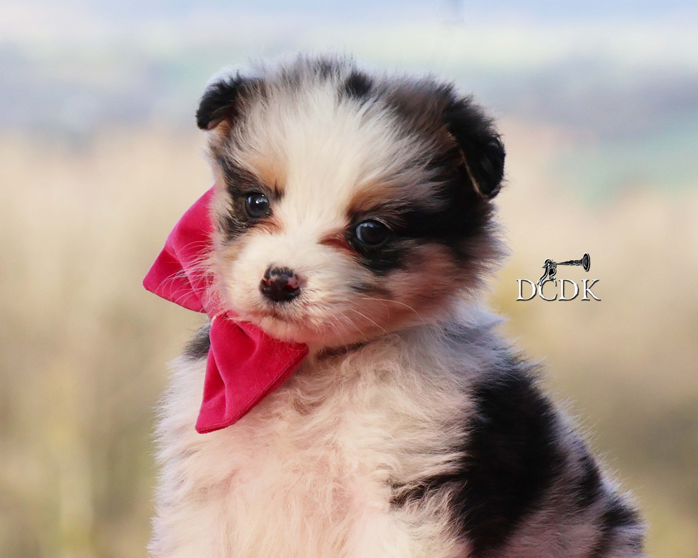 du chemin des korrigans - Chiots disponibles - Berger Australien