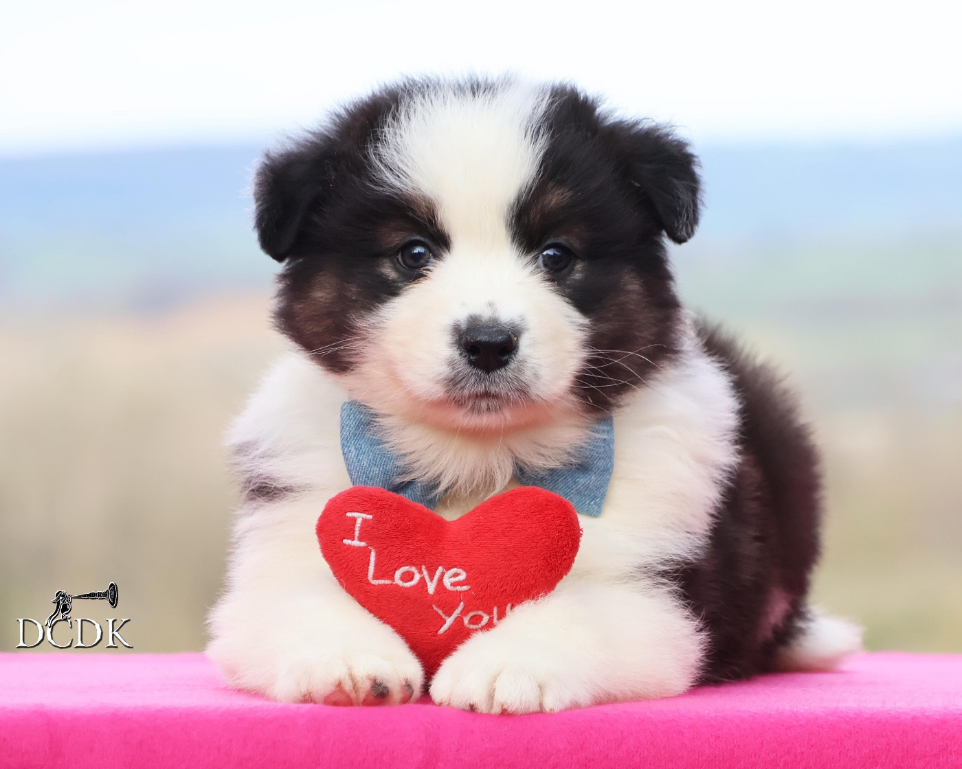 du chemin des korrigans - Chiots disponibles - Berger Australien