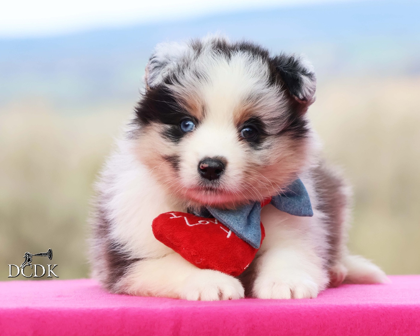 du chemin des korrigans - Chiots disponibles - Berger Australien