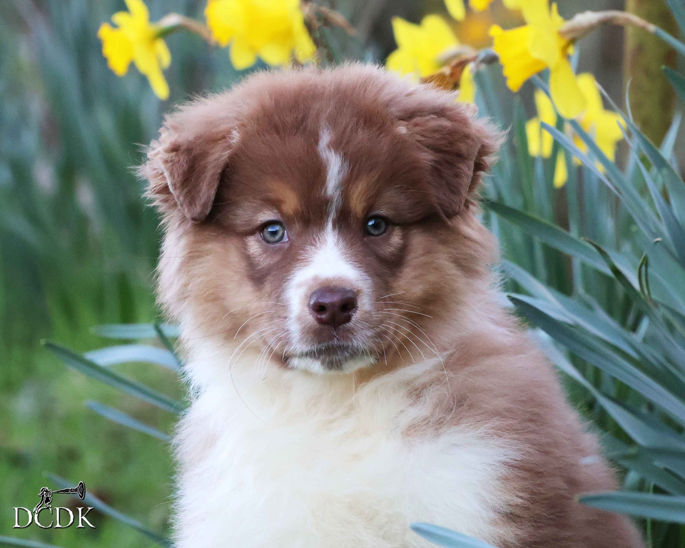 du chemin des korrigans - Chiots disponibles - Berger Australien