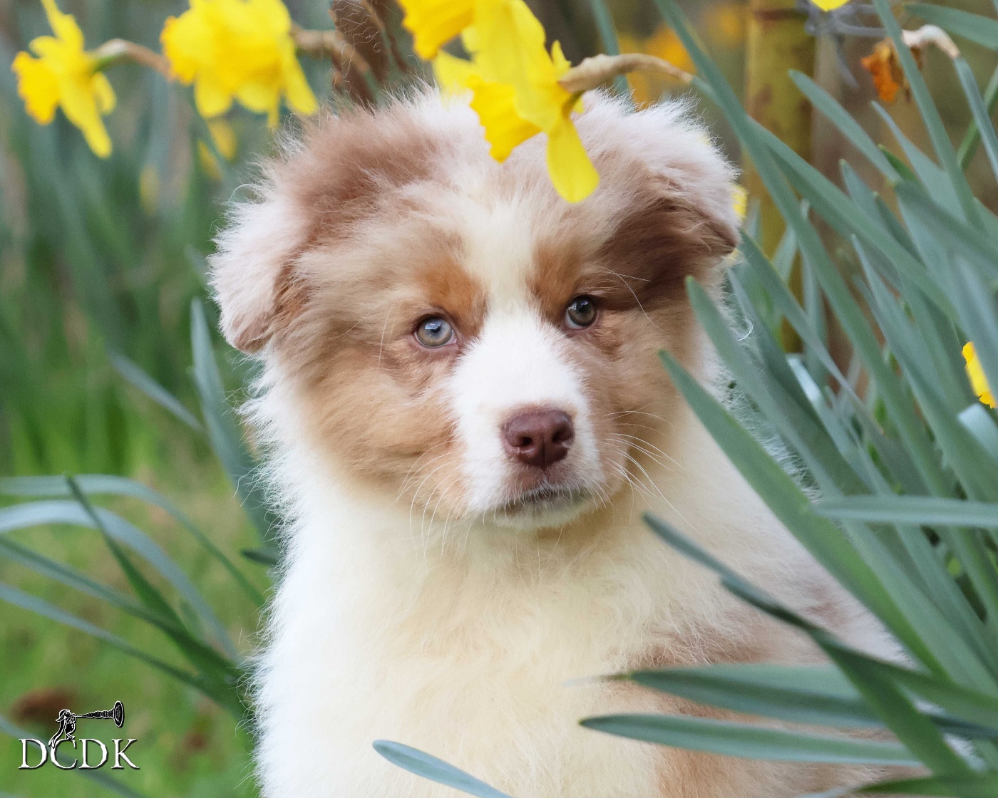 du chemin des korrigans - Chiots disponibles - Berger Australien