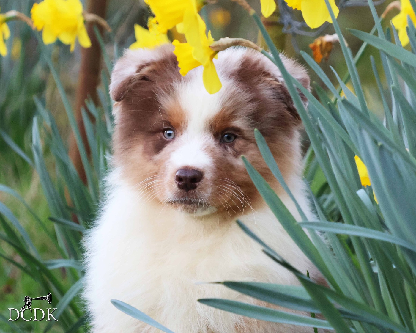 du chemin des korrigans - Chiots disponibles - Berger Australien