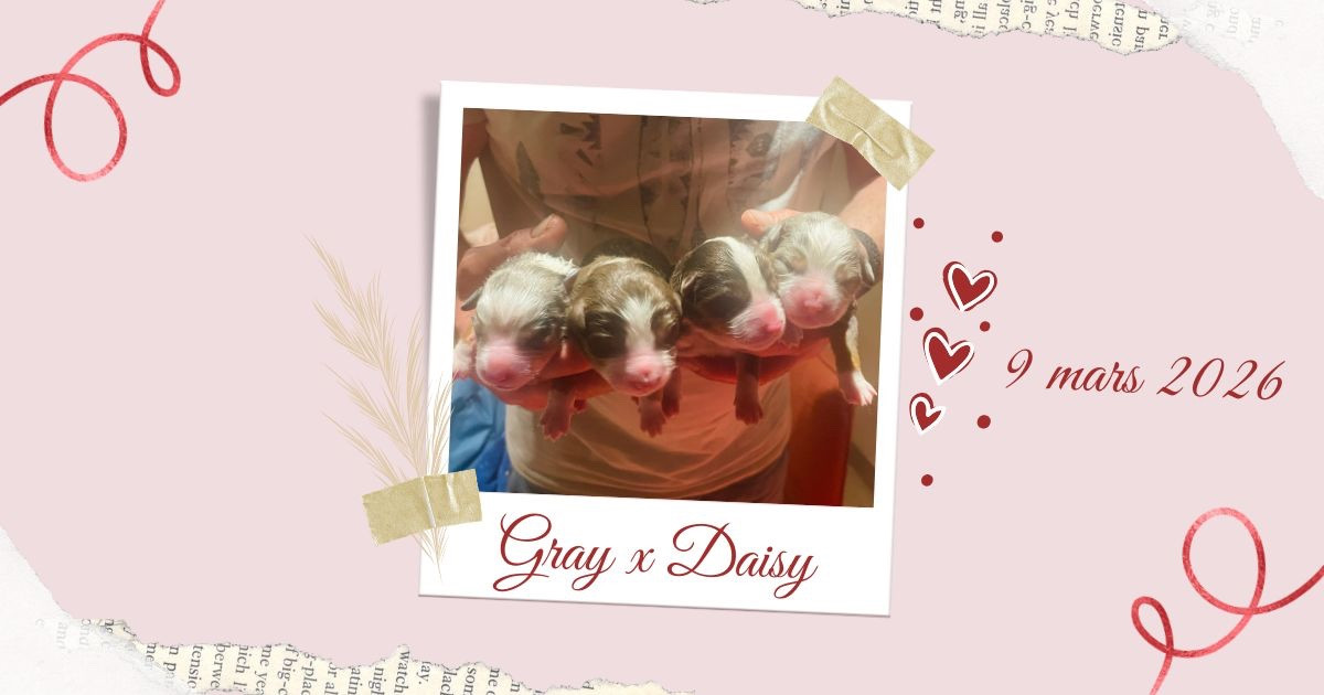 du chemin des korrigans - Chiots disponibles - Berger Américain Miniature 