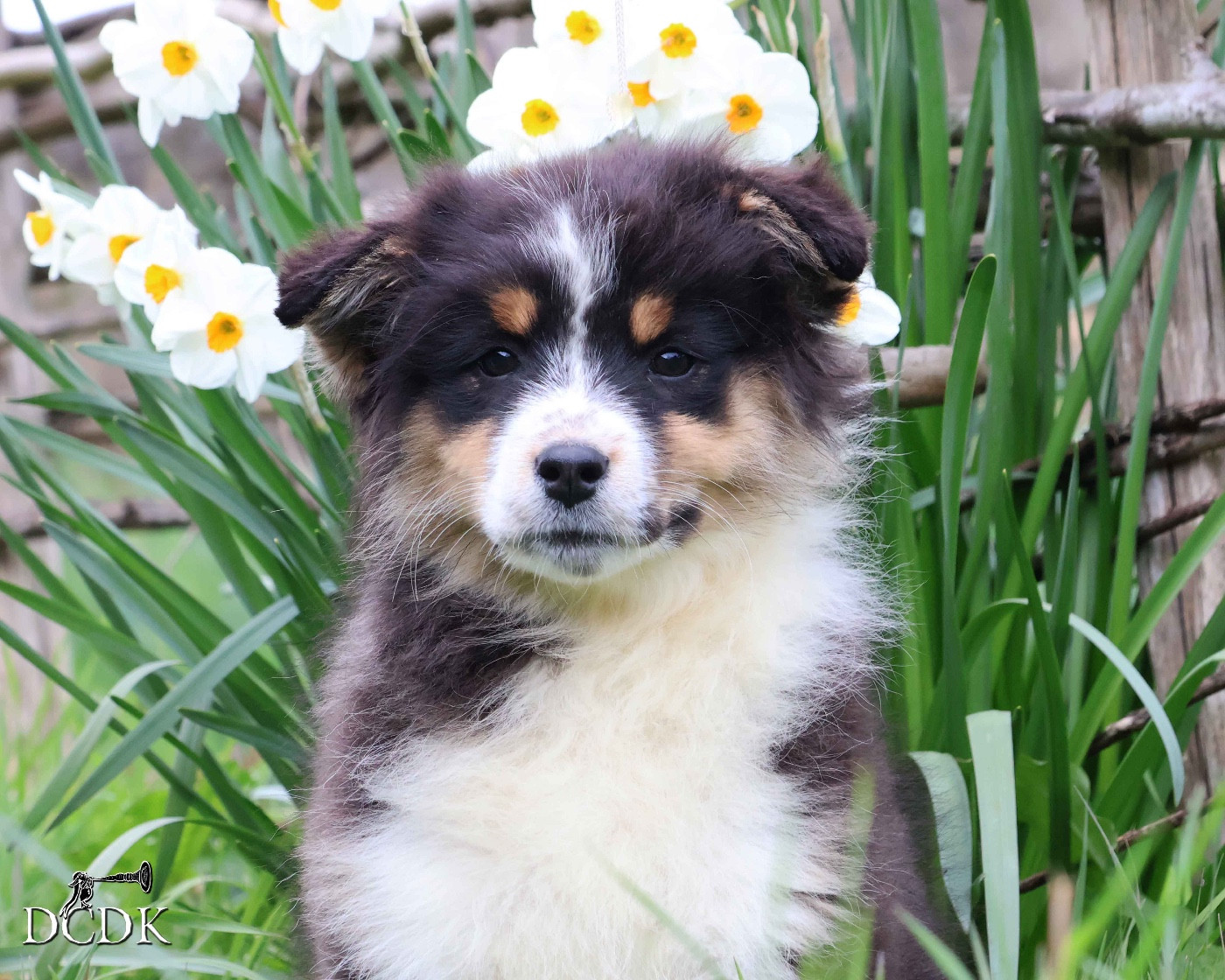 du chemin des korrigans - Chiots disponibles - Berger Australien