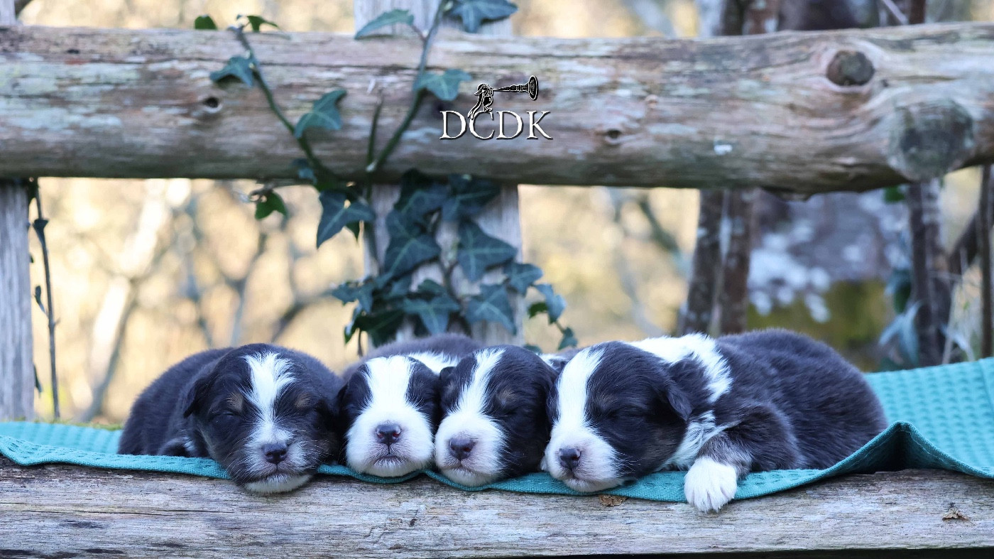 Chiot Berger Australien du chemin des korrigans