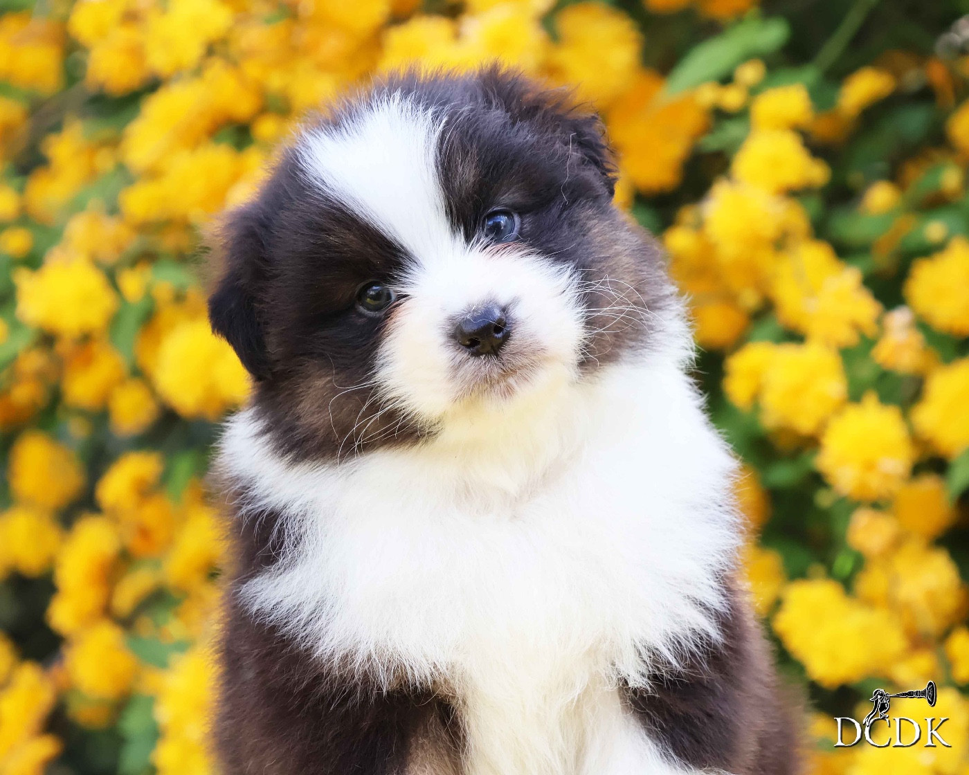 du chemin des korrigans - Chiots disponibles - Berger Australien