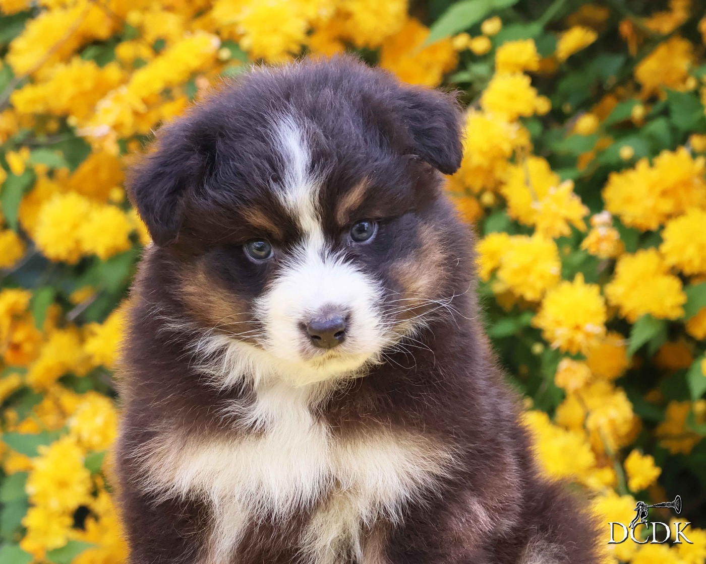 du chemin des korrigans - Chiots disponibles - Berger Australien