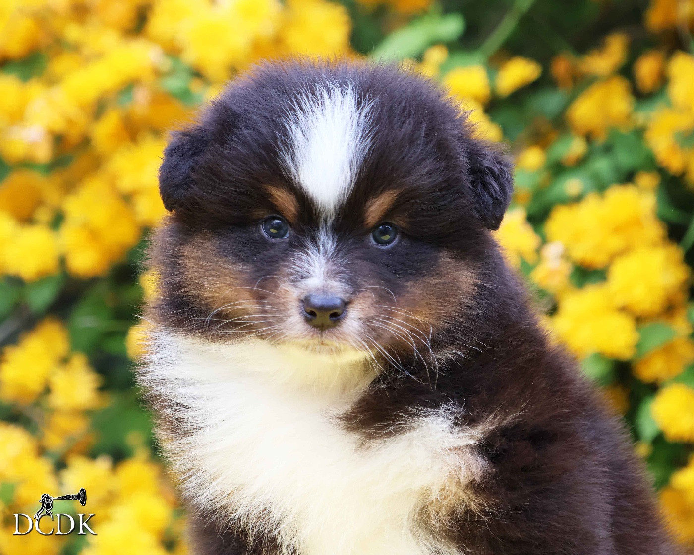 du chemin des korrigans - Chiots disponibles - Berger Australien