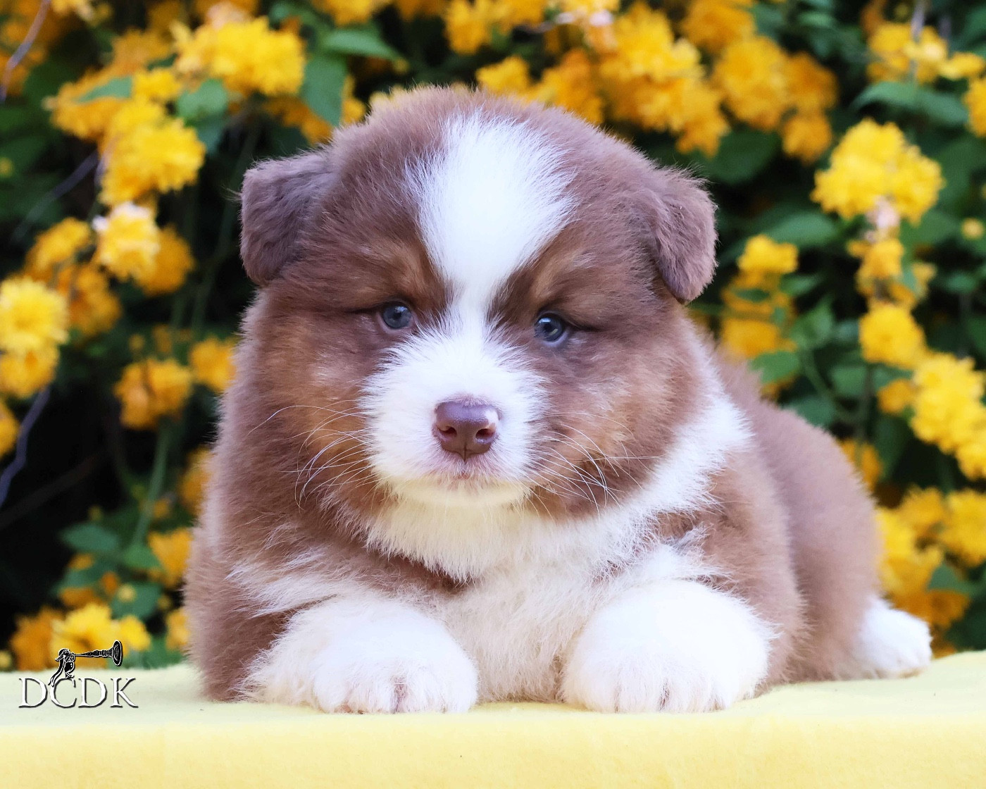 du chemin des korrigans - Chiots disponibles - Berger Australien