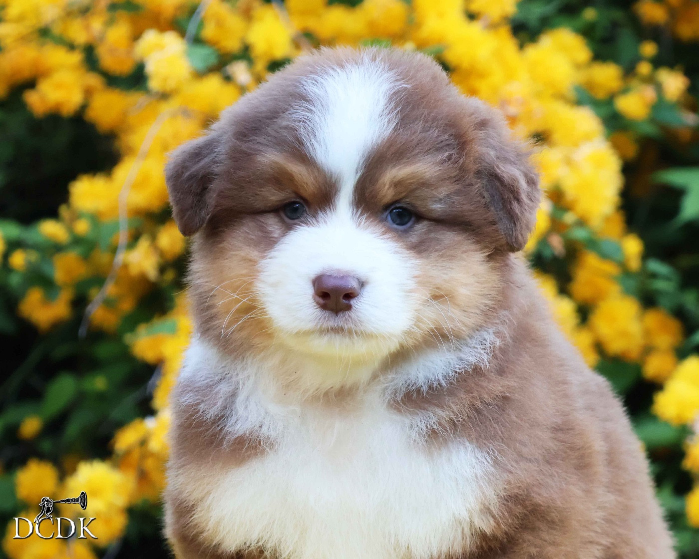 du chemin des korrigans - Chiots disponibles - Berger Australien