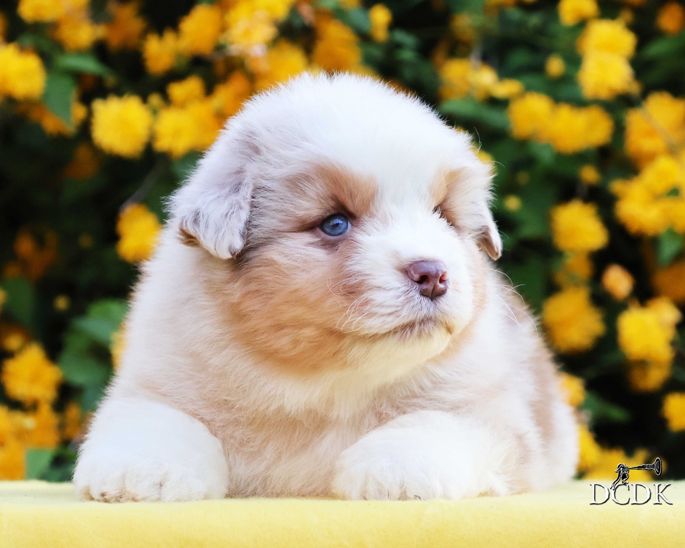 du chemin des korrigans - Chiots disponibles - Berger Australien