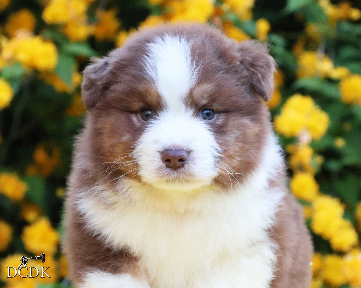 du chemin des korrigans - Chiots disponibles - Berger Australien