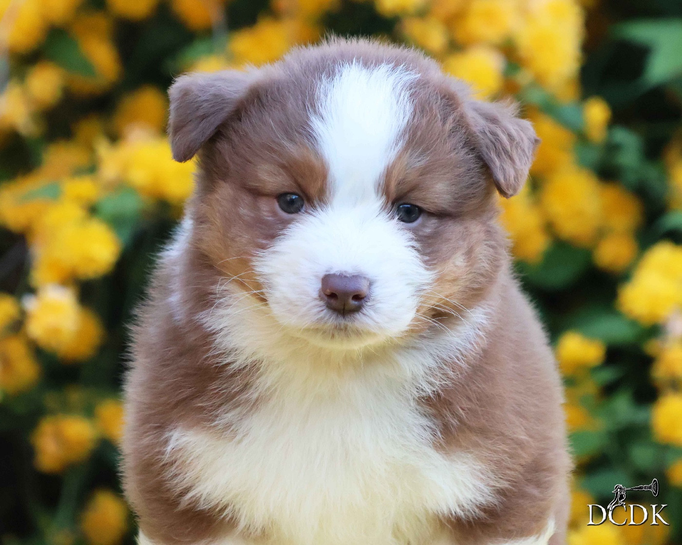 du chemin des korrigans - Chiots disponibles - Berger Australien