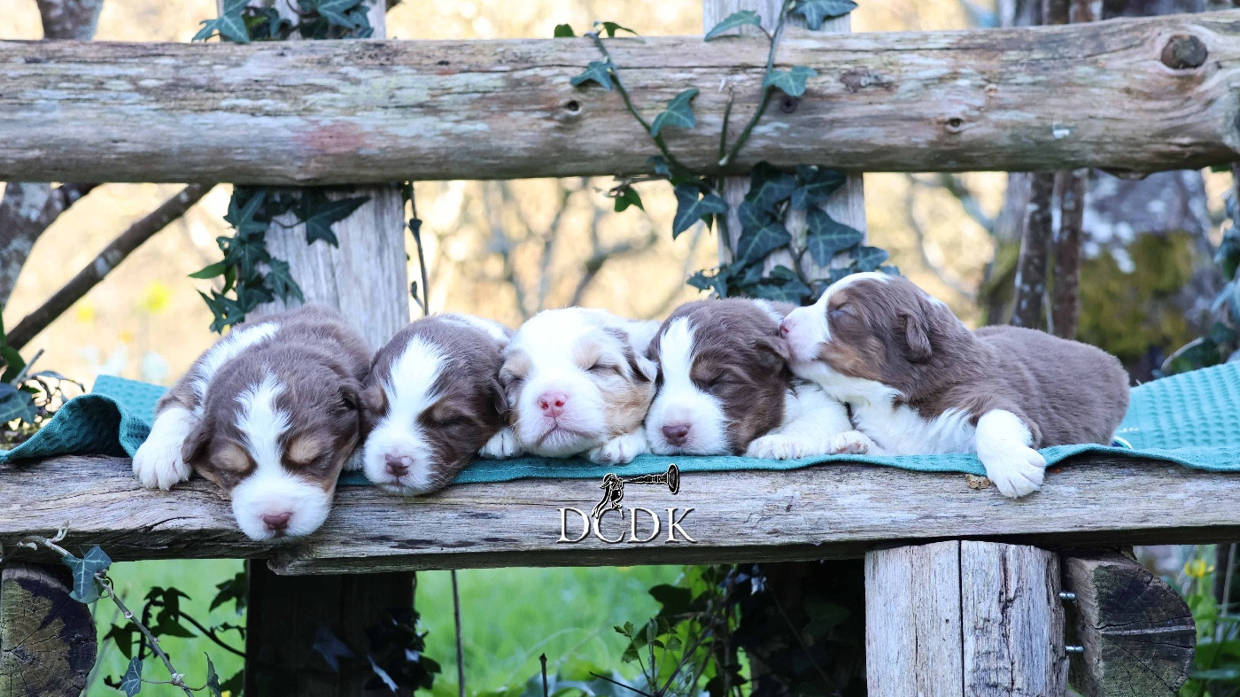 Chiot Berger Australien du chemin des korrigans