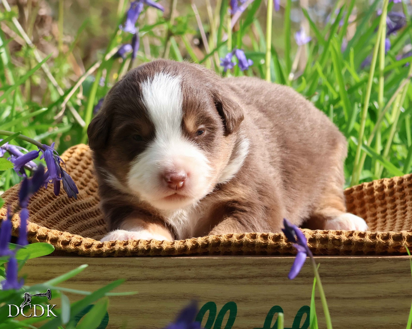 du chemin des korrigans - Chiots disponibles - Berger Américain Miniature 