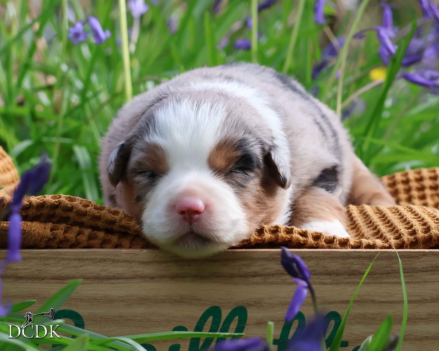 du chemin des korrigans - Chiots disponibles - Berger Américain Miniature 