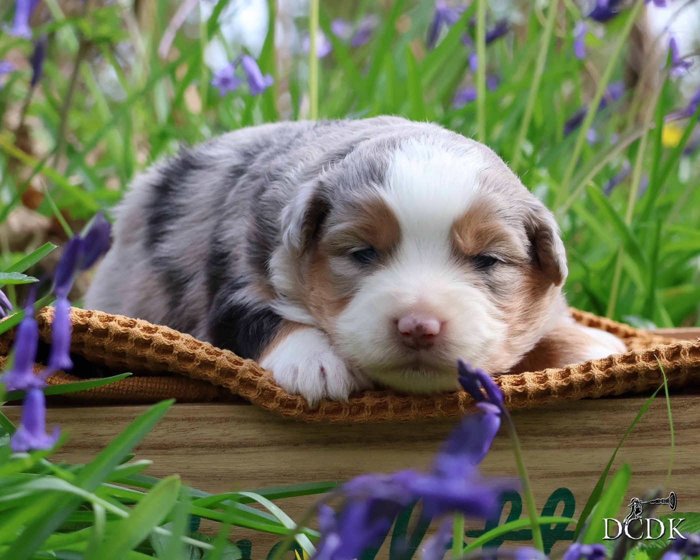 du chemin des korrigans - Chiots disponibles - Berger Américain Miniature 