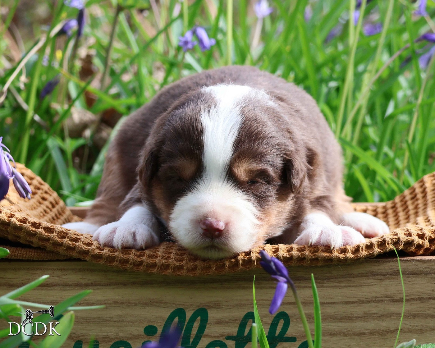 du chemin des korrigans - Chiots disponibles - Berger Américain Miniature 