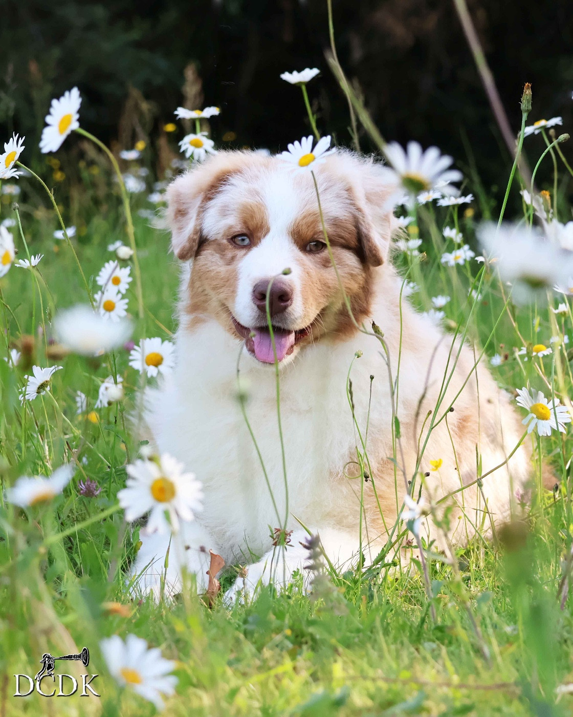 du chemin des korrigans - Chiots disponibles - Berger Australien