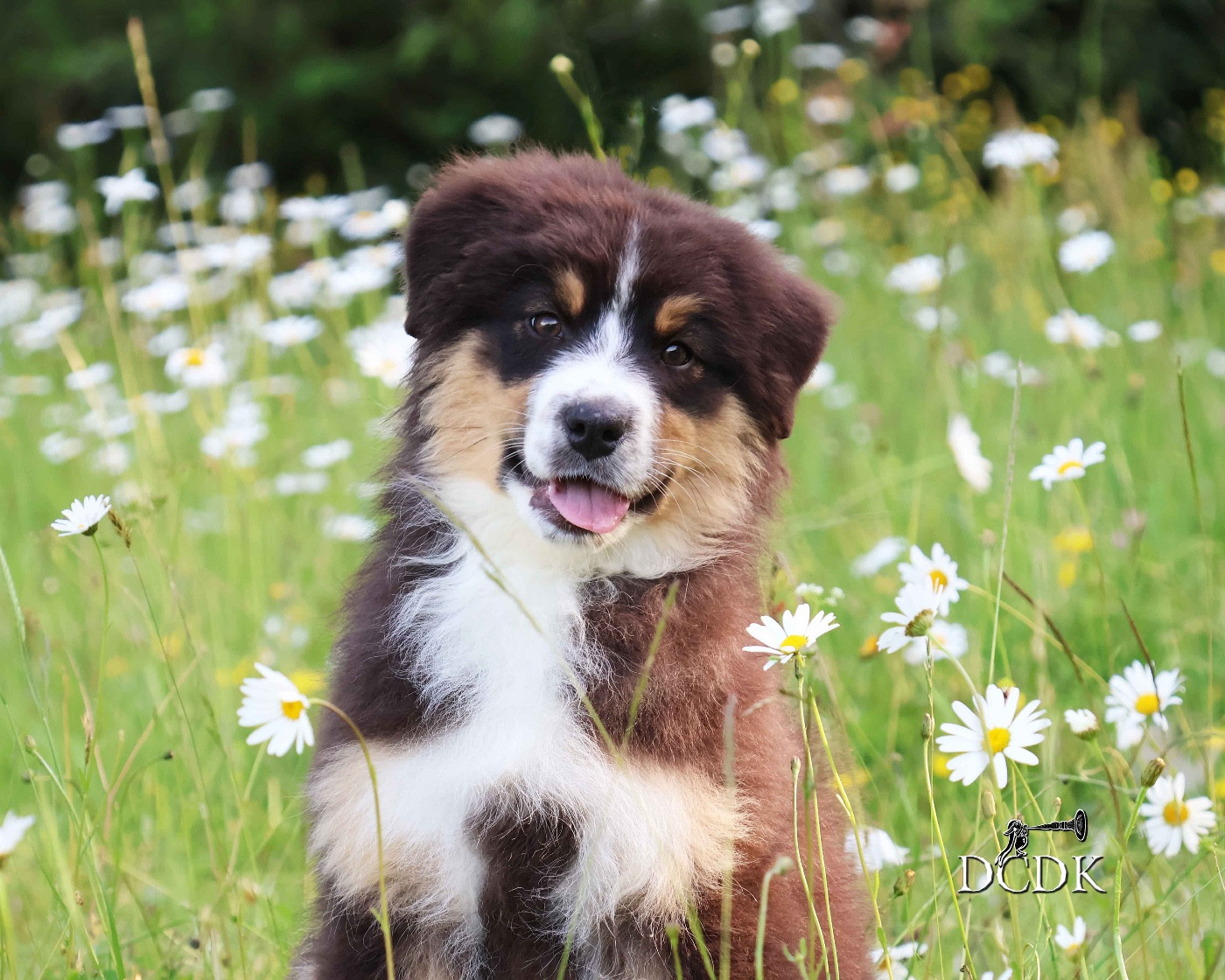 du chemin des korrigans - Chiots disponibles - Berger Australien