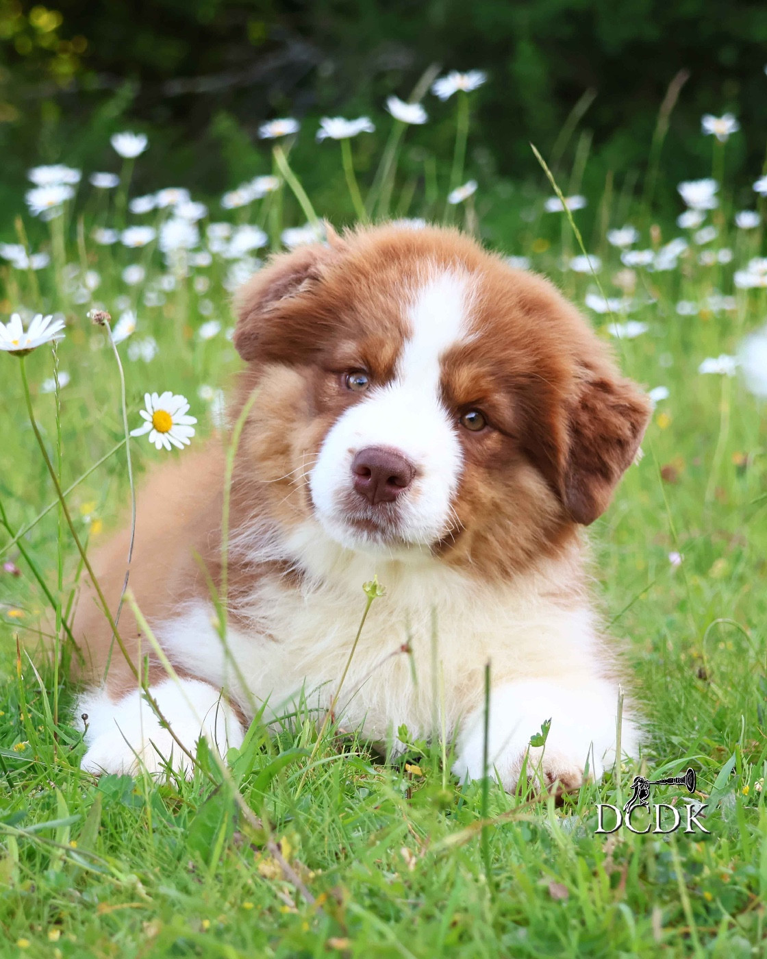du chemin des korrigans - Chiots disponibles - Berger Australien