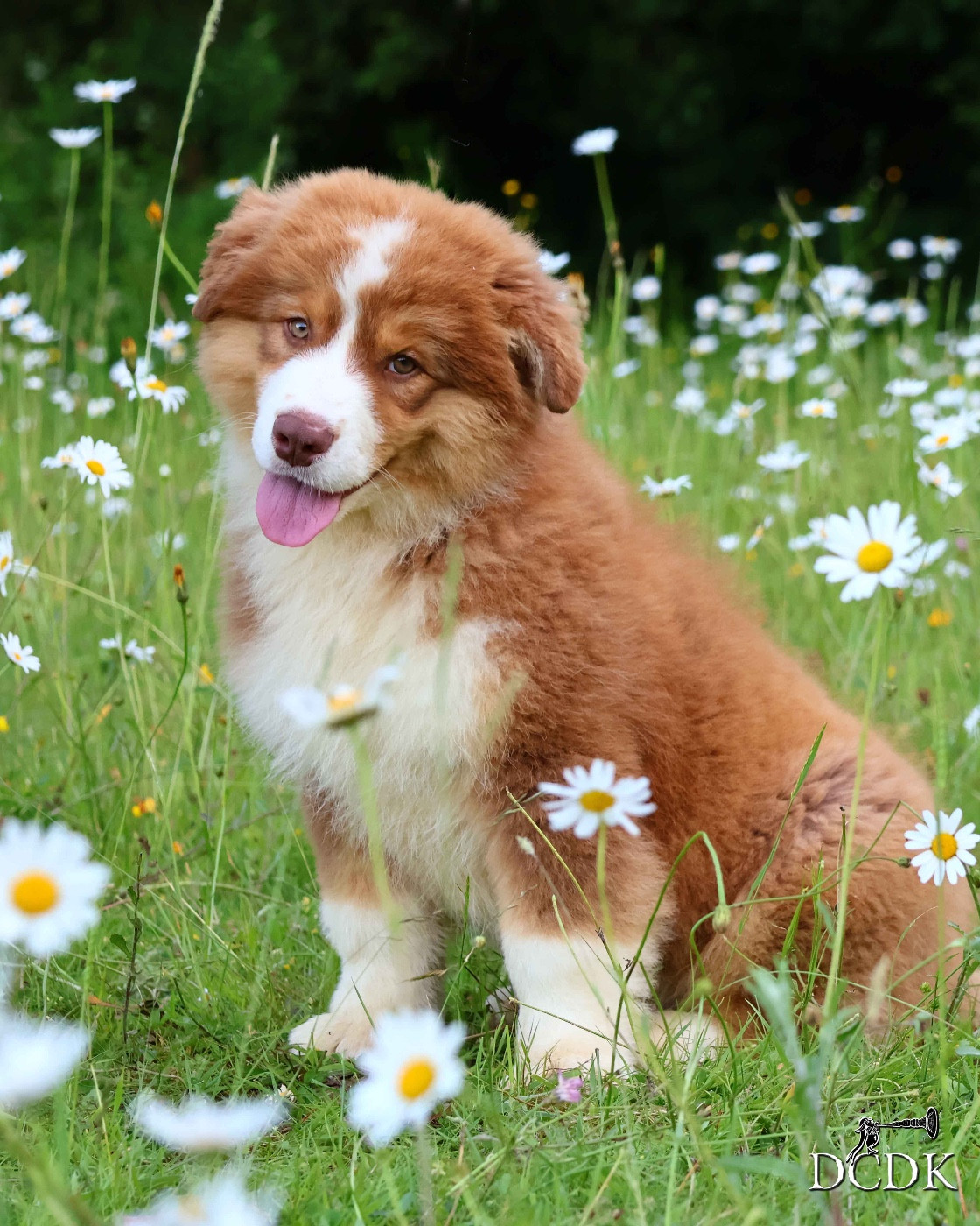 du chemin des korrigans - Chiots disponibles - Berger Australien