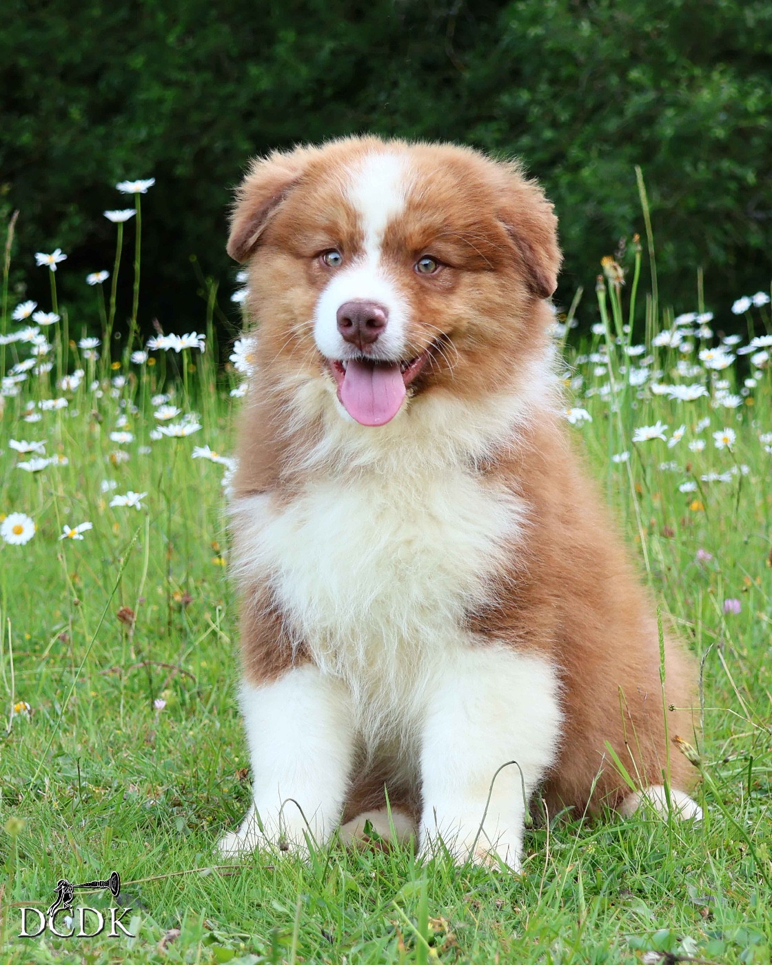 du chemin des korrigans - Chiots disponibles - Berger Australien