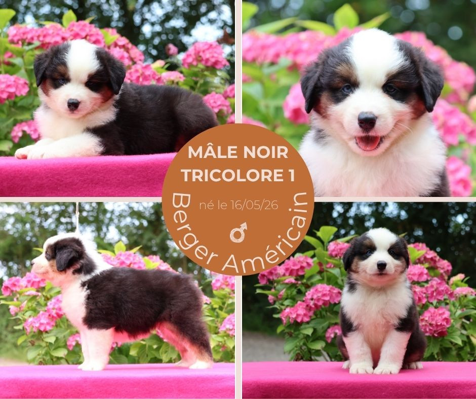 du chemin des korrigans - Chiots disponibles - Berger Américain Miniature 