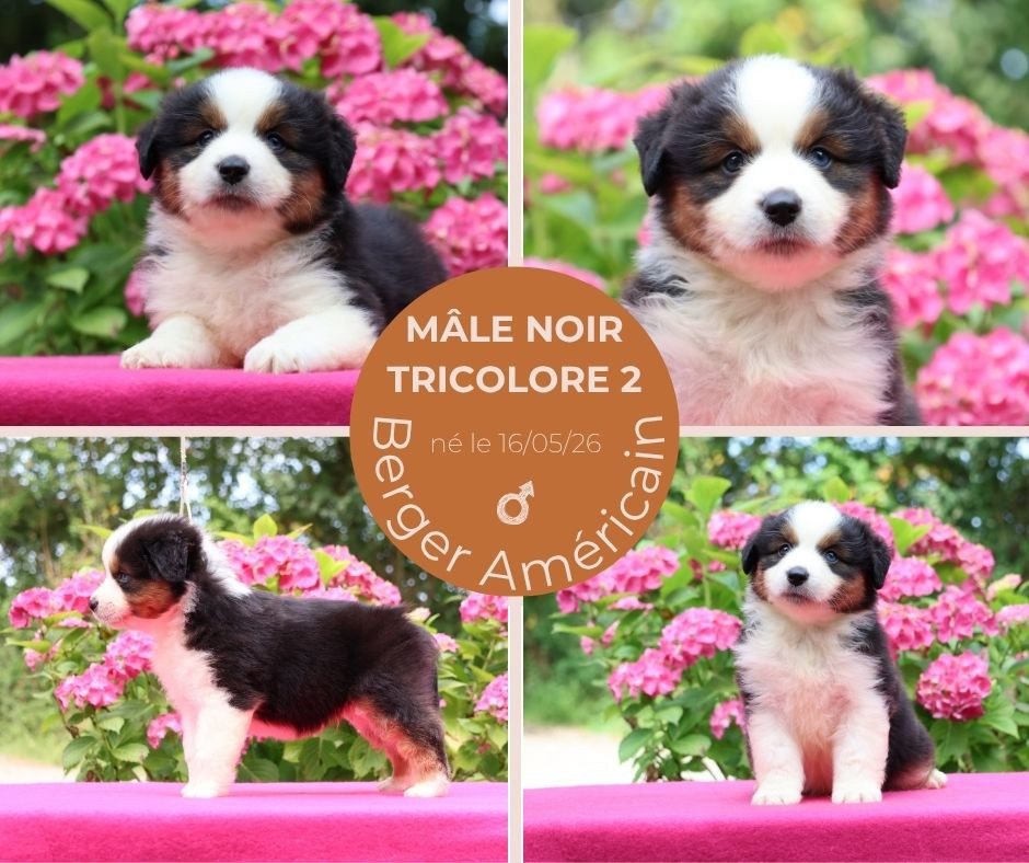 du chemin des korrigans - Chiots disponibles - Berger Américain Miniature 