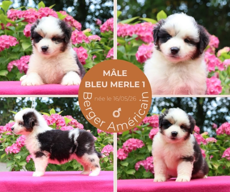 du chemin des korrigans - Chiots disponibles - Berger Américain Miniature 