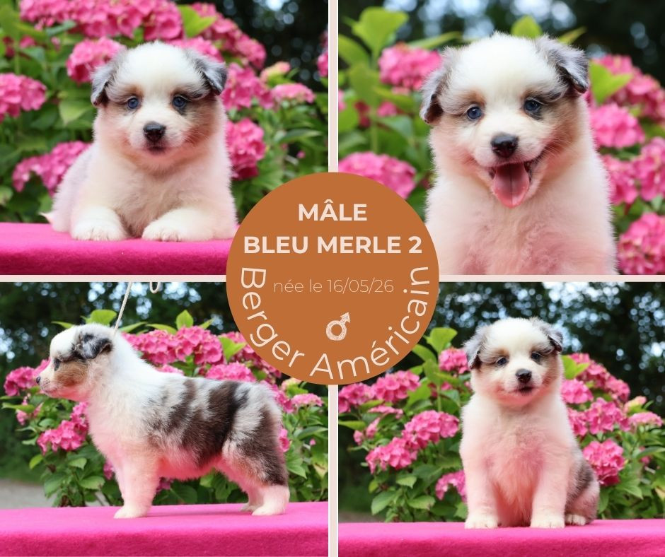 du chemin des korrigans - Chiots disponibles - Berger Américain Miniature 