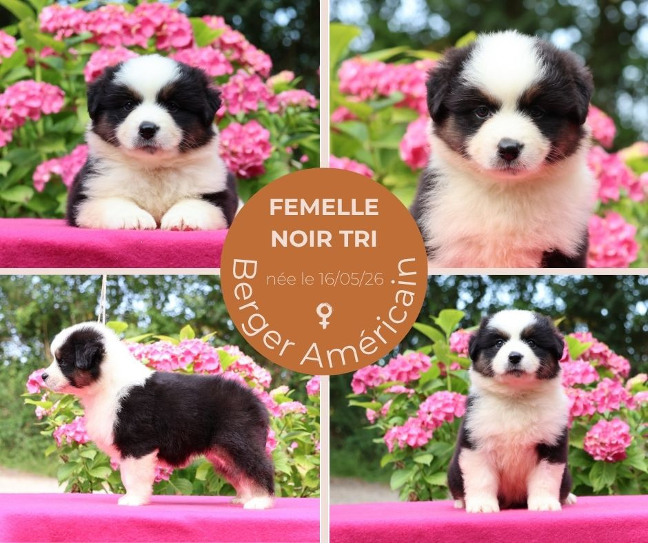 du chemin des korrigans - Chiots disponibles - Berger Américain Miniature 